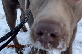 Landespolizeiinspektion Erfurt: LPI-EF: Hundehalter gesucht