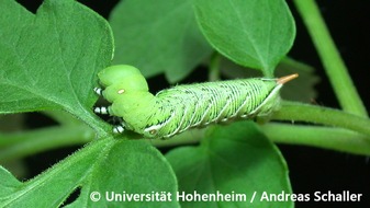 Universität Hohenheim: Wie Tomatenpflanzen sich gegen Fressfeinde wehren