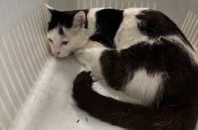 Polizeipr&auml;sidium Freiburg: POL-FR: Lauchringen: Verletzte Katze nahe der Autobahn aufgefunden - Zeugensuche