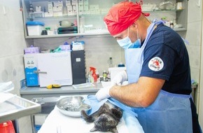 VIER PFOTEN - Stiftung für Tierschutz: Rescapés d’un bombardement en Ukraine, le chien Kosmos et le chat Nyusha reprennent des forces en clinique vétérinaire