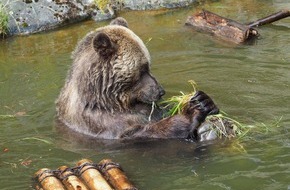 VIER PFOTEN - Stiftung für Tierschutz: En été, même les ours cherchent à rester au frais