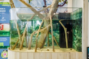 Mote Marine Zentrum auf Anna Maria Island vermittelt Wissen über das Leben unter Wasser