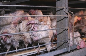 Deutscher Tierschutzbund e.V.: Landesminister planen Hühnerknast: Wird Verbot der Käfighaltung von Legehennen gekippt? Bundesregierung muss Gesetzesbruch verhindern