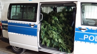 Polizeidirektion Pirmasens: POL-PDPS: Zweibrücken / Hobbygärtner baut auch Cannabis an