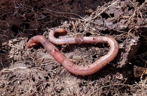 BUND: ++ Da ist der Wurm drin: Regenwürmer leisten viel für Mensch und Natur – Tag des Regenwurms: Pestizide, Gülle, Verdichtung machen ihm zu schaffen | BUND-Spezial Boden ++