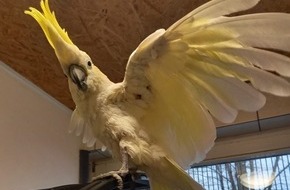 Polizeidirektion Bad Segeberg: POL-SE: Nahe - Fund eines ausgesetzten Papageienvogels - Tier wohlauf im Tierheim - Polizei sucht Tierhalter und Zeugen
