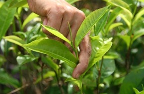 GEPA mbH: ÖKO-TEST: Bio-Darjeeling-Schwarztee der GEPA mit gut ausgezeichnet / Alle konventionellen Tees mit Pestiziden verunreinigt; fünf Anbieter mit Note ungenügend