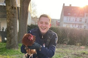 Polizei Bochum: POL-BO: Entlaufene Hühner auf dem Westring von Polizei "festgenommen"