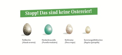 Deutsche Wildtier Stiftung: Finger weg: Nicht jedes Ei ist ein Oster-Ei / Deutsche Wildtier Stiftung: Jetzt liegen in Vogelnestern lauter bunte Eier