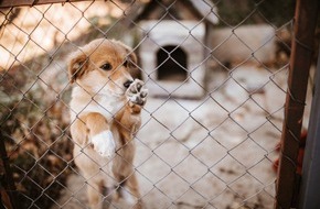 MSD Tiergesundheit: Import von Hunden - Tierschutz oder Geschäft? / Julia Klöckner mahnt: Tiere gibt es nicht zum Schnäppchenpreis