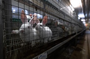 ANINOVA: Tierquälerei mit System: Kaninchen aus der größten Zucht Deutschlands im "Asamhof" missbraucht - Staatsanwaltschaft Augsburg nimmt Ermittlungen auf