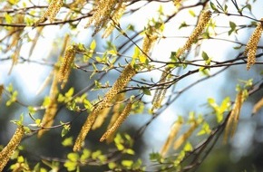 aha! Allergiezentrum Schweiz / aha! Centre d'Allergie Suisse: Medienmitteilung: Die Birke blüht und produziert besonders viele Pollen