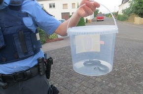 Polizeipräsidium Trier: POL-PPTR: Polizeieinsatz der etwas anderen Art