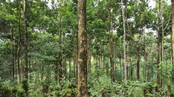 Albert-Ludwigs-Universität Freiburg: Klimawandel gefährdet Aufforstung von tropischen Wäldern