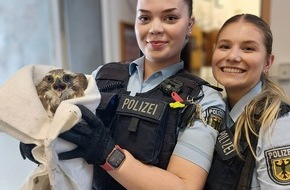 Bundespolizeiinspektion Kiel: BPOL-KI: Verletzter Bussard aus Gleis im Kieler Hauptbahnhof gerettet.