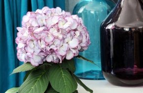 Blumenbüro: Hortensie ist Zimmerpflanze des Monats März / Farbenfroher Frühlingsbeginn mit der Hortensie