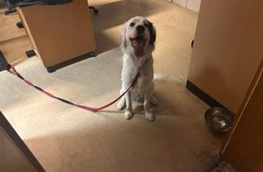 Polizeiinspektion Oppenheim: POL-PIOPP: Hund zugelaufen - Besitzer gesucht