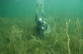 Universität Konstanz: Verschollene Pflanzenart im Bodensee wiederentdeckt, PI Nr. 108/2025