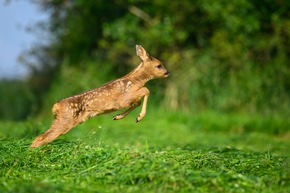 Jungwildrettung: Bestellrunde für LJV-Kitztaschen 2026 startet