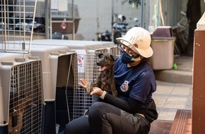 VIER PFOTEN - Stiftung für Tierschutz: Eine Million getötete Hunde: VIER PFOTEN schliesst Schlachthaus in Kambodscha