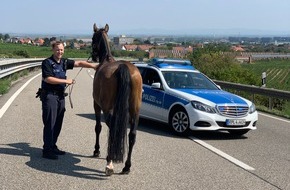 Polizeidirektion Neustadt/Weinstraße: POL-PDNW: Freilaufendes Pferd auf der A6