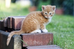 Bundesverband für Tiergesundheit e.V.: Junge Katzen impfen und vor Krankheiten schützen