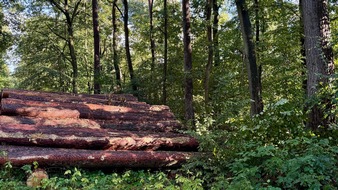 Deutsche Säge- und Holzindustrie Bundesverband e. V. (DeSH): DeSH kritisiert BMUKN-Vorschlag zur Weiterentwicklung des Aktionsprogramms Natürlicher Klimaschutz (ANK)