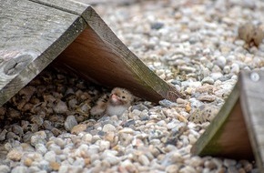 Heinz Sielmann Stiftung: PM Heinz Sielmann Stiftung plant weitere Brutinseln f&uuml;r Flussseeschwalben auf den Gro&szlig; Schauener Seen