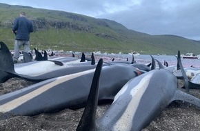 Whale & Dolphin Conservation gGmbH: Grindadráp und Delfin-Jagd auf den Färöer-Inseln auf Hochtouren
