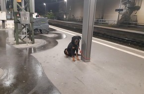 Bundespolizeiinspektion Bremen: BPOL-HB: Rottweiler von überfordertem Hundekäufer im Bremer Hauptbahnhof angebunden