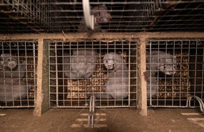 VIER PFOTEN - Stiftung für Tierschutz: Bien-être animal et santé mondiale: un moment historique