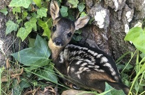 VIER PFOTEN - Stiftung für Tierschutz: Au printemps, il faut tenir son chien en laisse