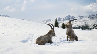 Graubünden Ferien: Neue Winterkampagne: Graubünden ist patgific