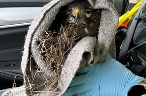 Polizeipräsidium Südhessen: POL-DA: Südhessen/ A5: Streife rettet verletzten Mäusebussard von Straßenrand