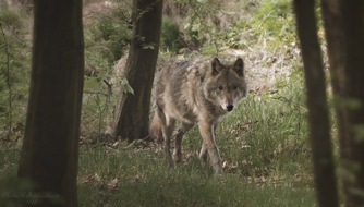 Wildtierschutz Deutschland e.V.: Wildtierschutz Deutschland: Kein günstiger Erhaltungszustand der Wolfspopulation feststellbar