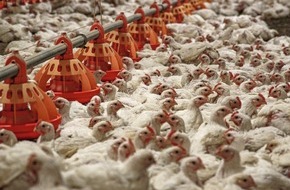 Zürcher Tierschutz: Turbomast nur mit täglichen Medikamenten