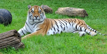 Aktionsbündnis "Tiere gehören zum Circus": Weihnachtszirkusse: Aktionsbündnis weist Anschuldigungen gegen den traditionellen Zirkus mit Wildtieren empört zurück