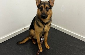 Polizeidirektion Hannover: POL-H: Zeugenaufruf: Hund in Hannover-Linden-Mitte an Baum angeleint zurückgelassen. Wer kann Hinweise geben?