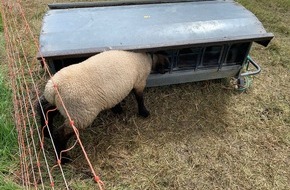 Feuerwehr Dortmund: FW-DO: Tierrettung in Scharnhorst // Schaf in Futterstelle eingeklemmt