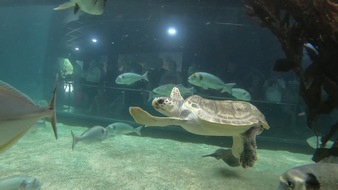 Loro Parque: Die Meeresschildkröte Federica genießt ihr neues Leben im Loro Parque
