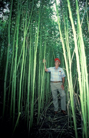 Natur aus Bangladesh im Ford Mondeo / Wie die Fasermatten aus Kenaf in den Best-Seller kommen