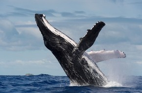 Whale & Dolphin Conservation gGmbH: Buckelwal in der Ostsee: Ein Weckruf f&uuml;r den Meeresschutz