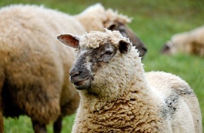 Polizeipräsidium Westpfalz: POL-PPWP: Wildschweine verjagen Schaf von Koppel