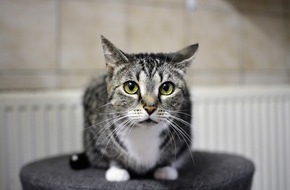 Deutscher Tierschutzbund e.V.: PM - Tierheimtier des Monats April - Katze Shiva aus dem Tierheim Marl