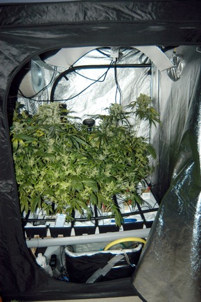 POL-D: Polizei entdeckt Drogenplantage in Oberbilker Mietwohnung - Züchter und Erntehelfer vorläufig festgenommen - Fotos beigefügt