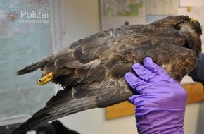 Polizeipräsidium Westpfalz: POL-PPWP: Tiefgefrorenen Raubvogel entdeckt
