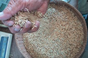 claro fair trade AG: Reis aus Fairem Handel liegt im Trend