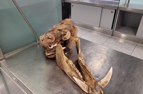 Hauptzollamt D&uuml;sseldorf: HZA-D: Zoll am Flughafen D&uuml;sseldorf hat Schwein gehabt / Zoll am D&uuml;sseldorfer Flughafen findet neben Zigaretten einen kompletten Wildschweinsch&auml;del