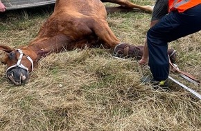 Feuerwehr Hattingen: FW-EN: Feuerwehr Hattingen unterstützt bei Tierrettung