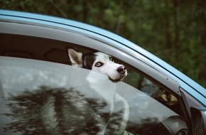Schweizer Tierschutz STS: Coup de chaleur mortel: comment libérer les chiens des voitures en stationnement sans conséquences juridiques